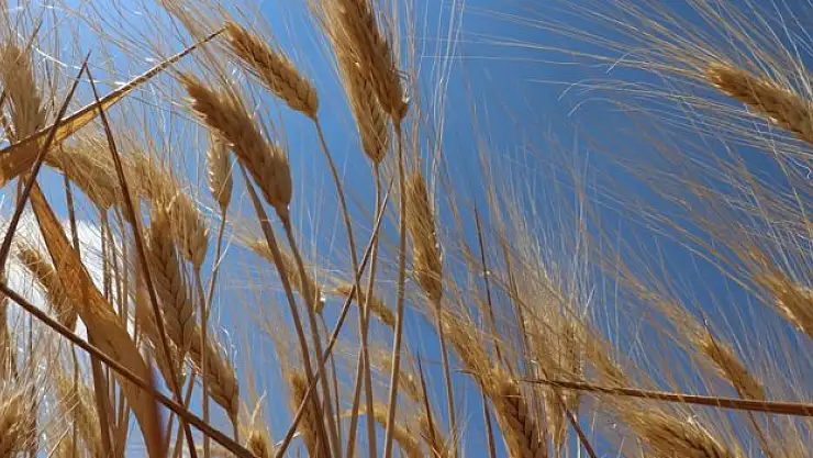 Kilis'te hububatta yüksek rekolte bekleniyor