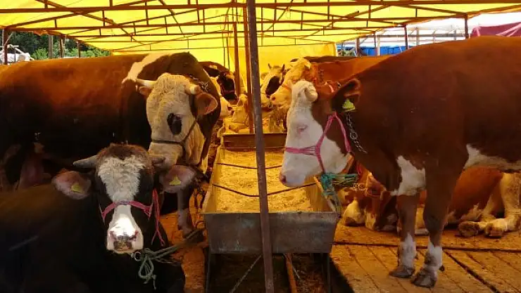 Pazarda pazarlık başladı