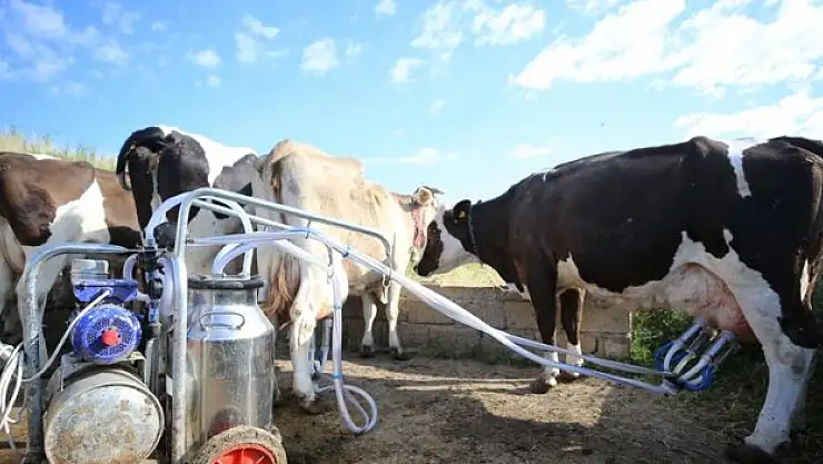 Köyün süt üretimi 5 yılda yaklaşık iki kat arttı