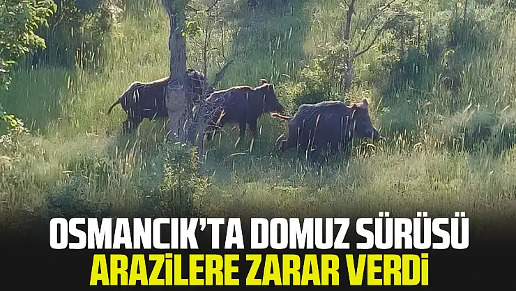 Osmancık'ta Domuz Sürüsü arazilere zarar verdi