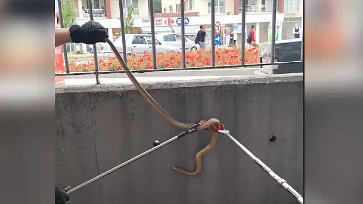 Hastane bahçesindeki yılan yakalandı