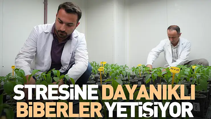 Stresine dayanıklı biberler yetişiyor