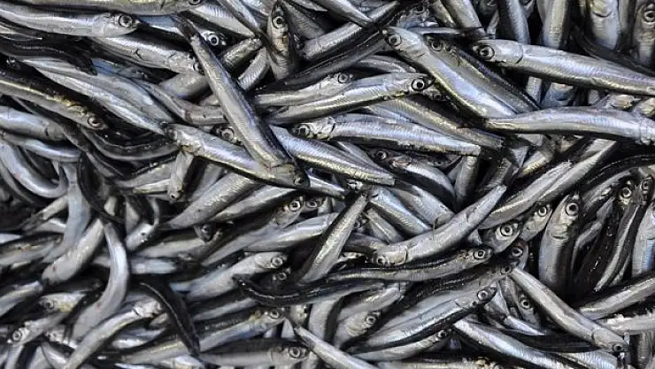 Türkiye denizlerinde son 10 yılda en fazla hamsi avlandı
