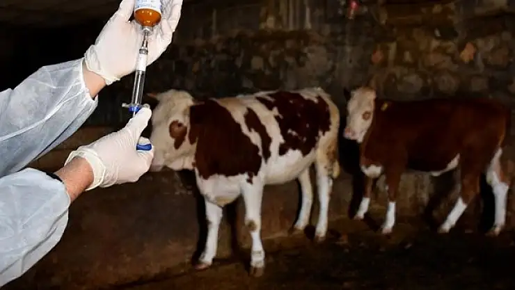 Şap hastalığında üçüncü doz aşıyla vaka sayısı geriledi