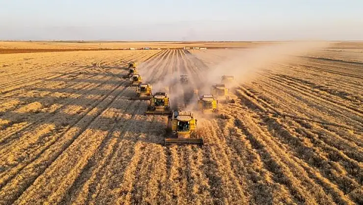 Ceylanpınar'da buğday hasadı devam ediyor