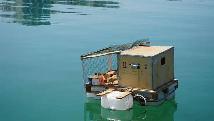 Ördekleri için denize yüzen kümes yaptılar