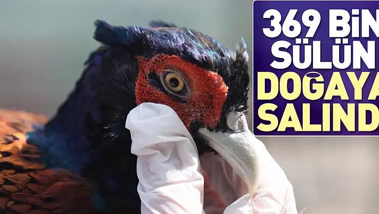 369 bin sülün doğaya salındı