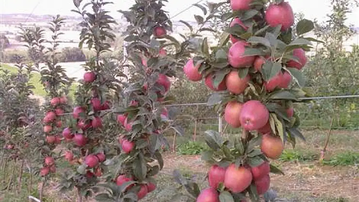SAMMEY'den sertifikalı meyve üretimi