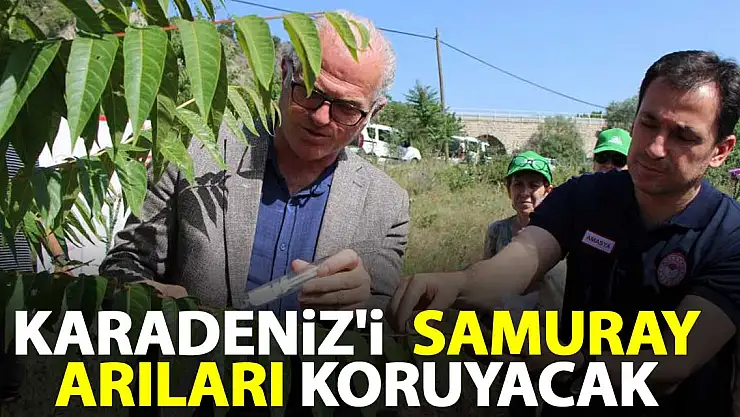 Karadeniz'i  samuray arılar koruyacak
