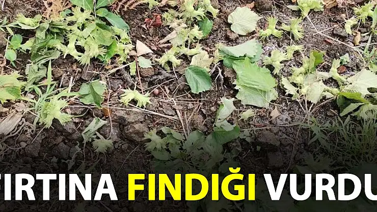 Fırtına fındığa zarar verdi