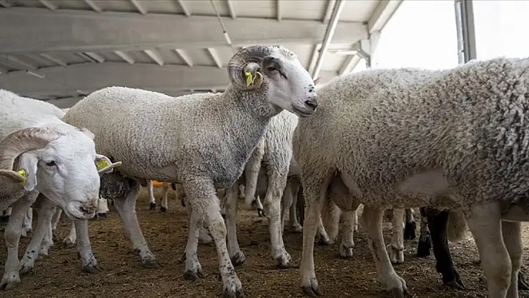 Hayvan yetiştiricilerinden kurbanlık alacaklara çağrı