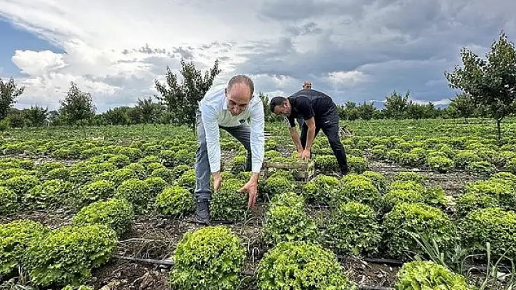 Iğdır'da teşvik ve desteklerle sebze yetiştiriciliği artıyor