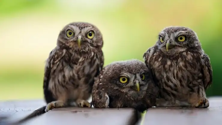 'Uçuş provası'nda kaybolan kukumav yavruları korumaya alındı