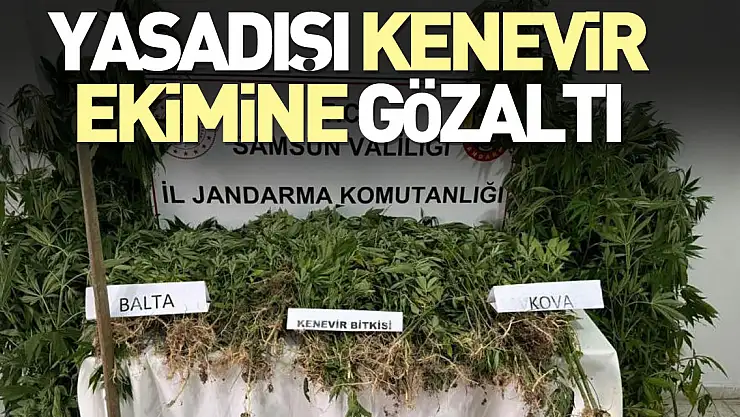 YASADIŞI KENEVİR EKİMİNE GÖZALTI