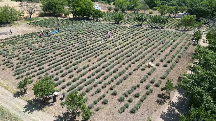 Lavantanın hasadı başladı