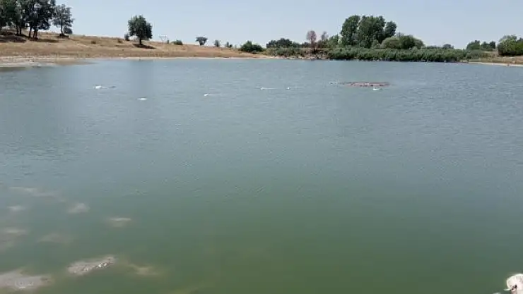 Edirne'de toplu balık ölümleri