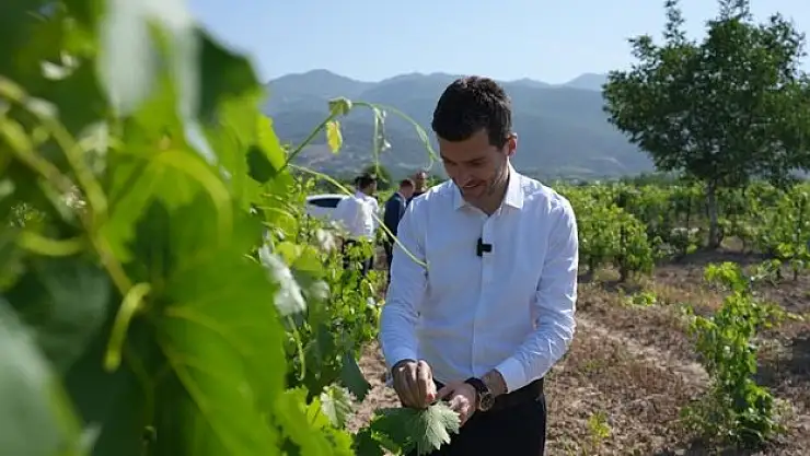 Erbaa bağ yaprağında 15 bin ton rekolte bekleniyor