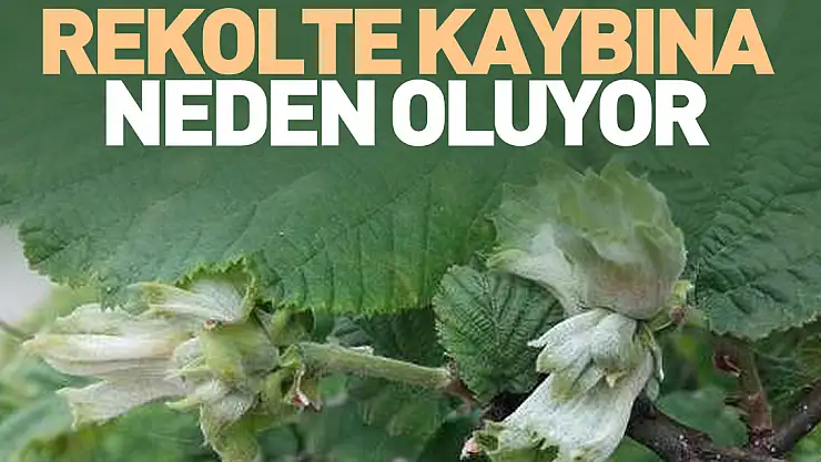 REKOLTE KAYBINA NEDEN OLUYOR