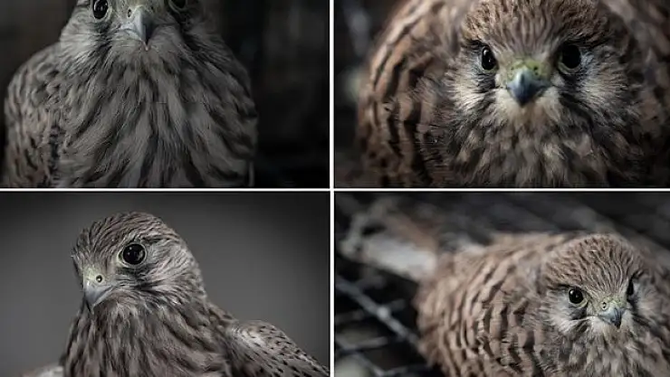 Kara yolunun kenarında bulunan kerkenezler koruma altına alındı