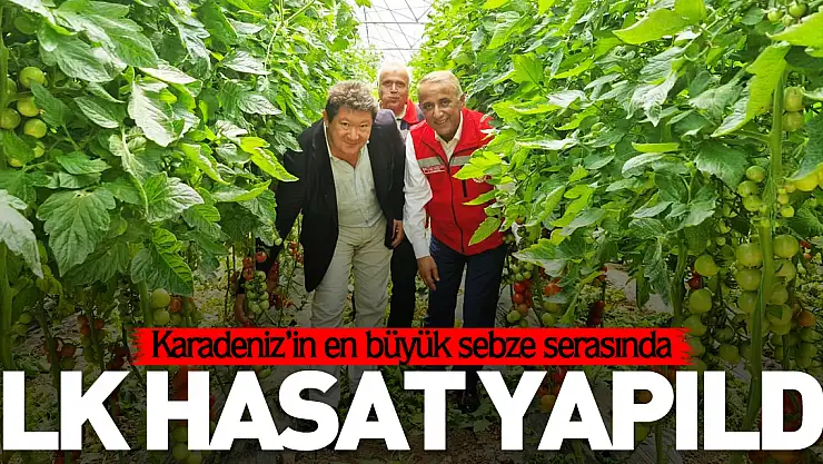 İlk domates hasadı yapıldı