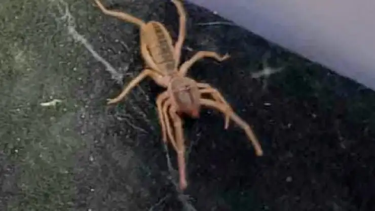 Sungurlu'da 'sarıkız' paniği