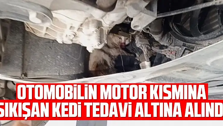 Otomobilin motor kısmına sıkışan kedi tedavi altına alındı