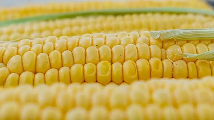 AB'den genetiği değiştirilmiş mısıra onay