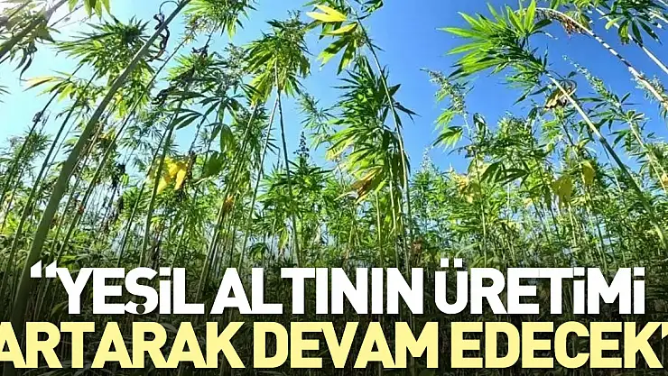 'Yeşil altının üretimi artarak devam edecek'