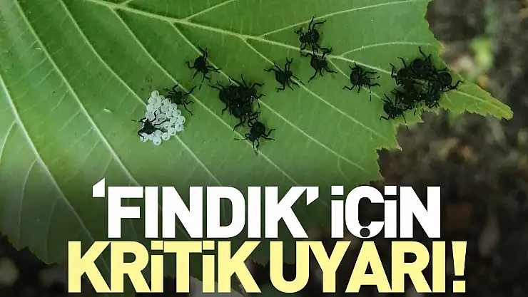 'Fındık' için kritik uyarı!