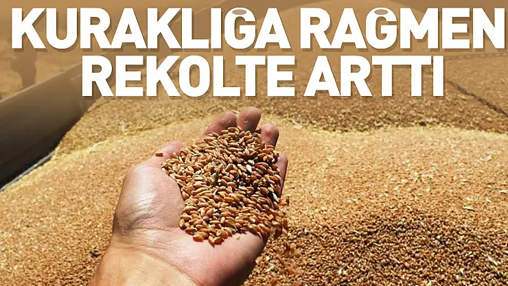 Kuraklığa rağmen rekolte arttı