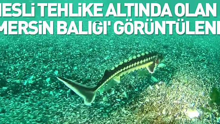 Nesli tehlike altında olan 'Mersin balığı' görüntülendi