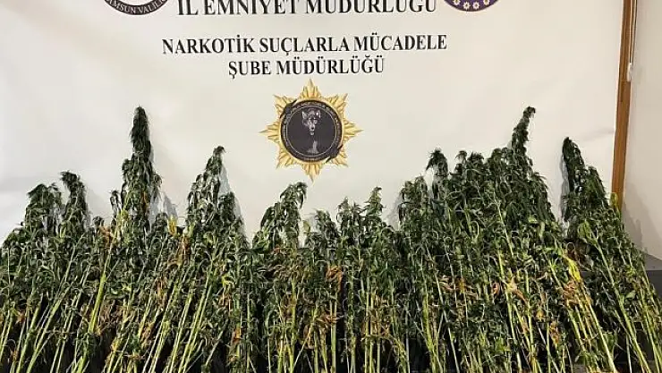 Tekkeköy'de kenevir araması yapıldı