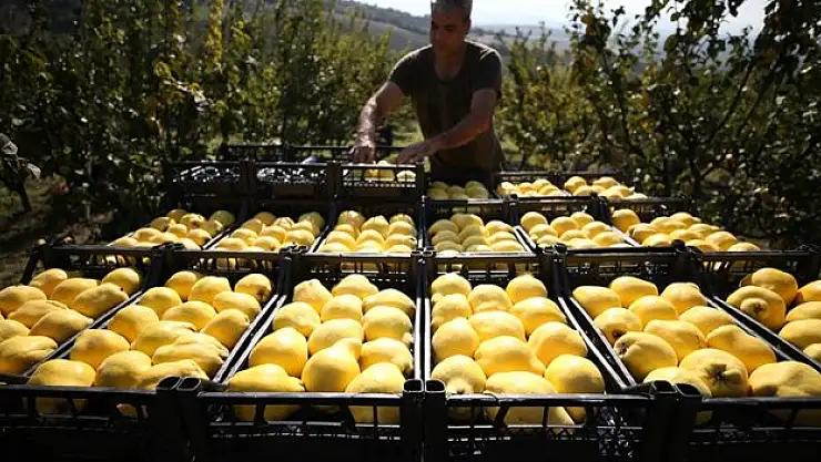 Tarımda aracılar üretici birlikleriyle aşılacak