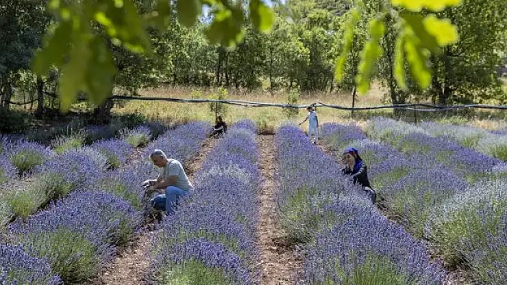 Arazilerini lavanta bahçesine dönüştürdü