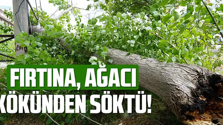 Fırtına ağacı kökünden söktü!