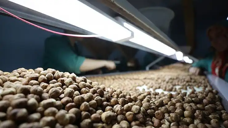 Türkiye'nin fındık ihracatı 6 ayda yüzde 40 artış gösterdi