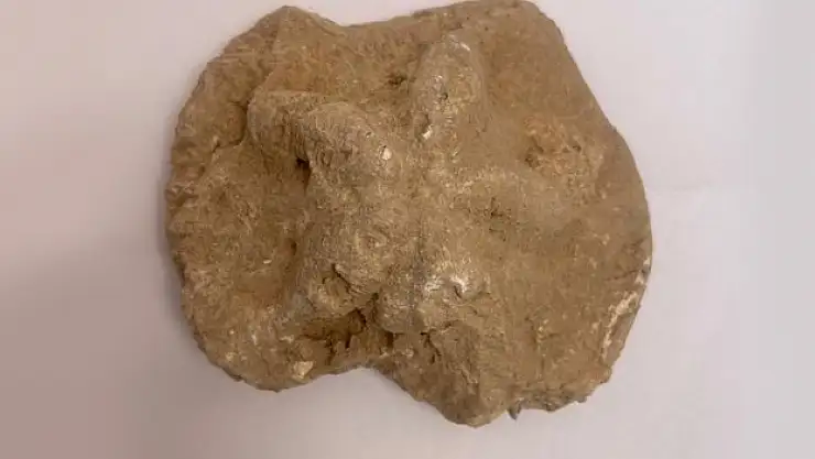 Denizyıldızı fosili bulundu