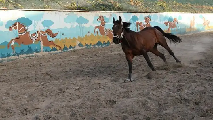 Atlara pansiyon hizmeti veriliyor