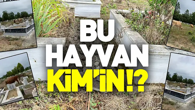 BU HAYVAN KİM'İN!?