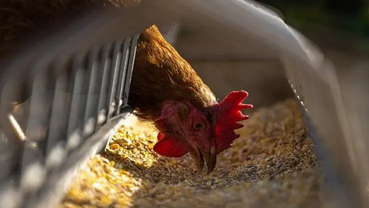 Tavuk eti üretimi yüzde 12,5, yıllık yüzde 3,2 arttı