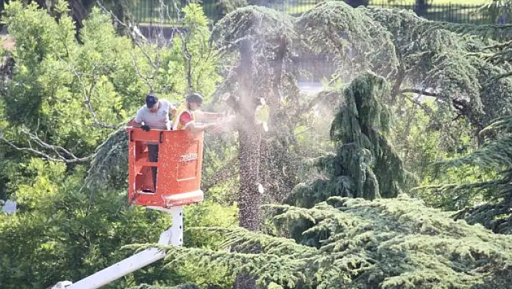 Ağaçlara bakım çalışması