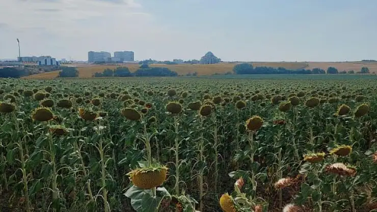 Uluslararası tohum firmaları şokta