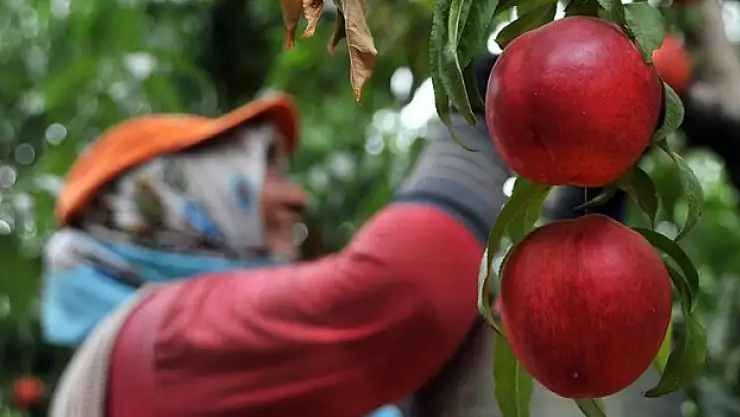Bursa şeftalisi AB'den coğrafi işaret tescili aldı