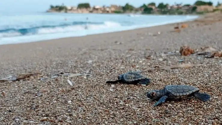 Caretta carettalar mavi sularla buluşmaya başladı