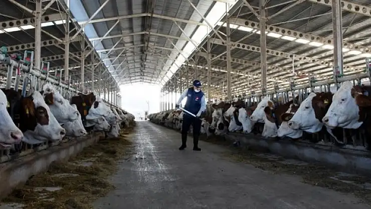 İnek sütü üretimi rekor düzeye ulaştı