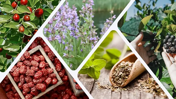 'Alternatif Tarımsal Ürünler Semineri' düzenlenecek