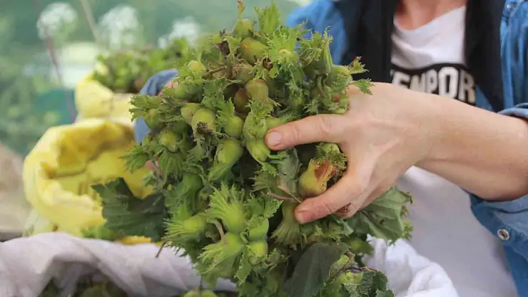 Tezgahlarda: Kilosu 100 TL