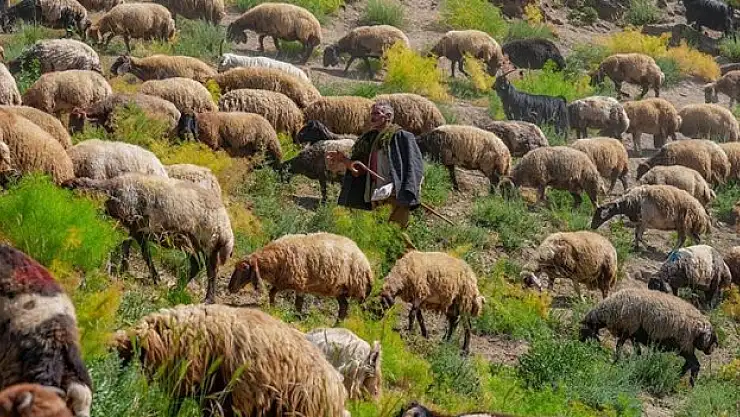 400 bin küçükbaş hayvana ev sahipliği