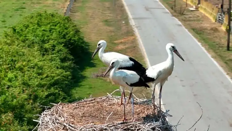 Leylekler deltaya renk katıyor