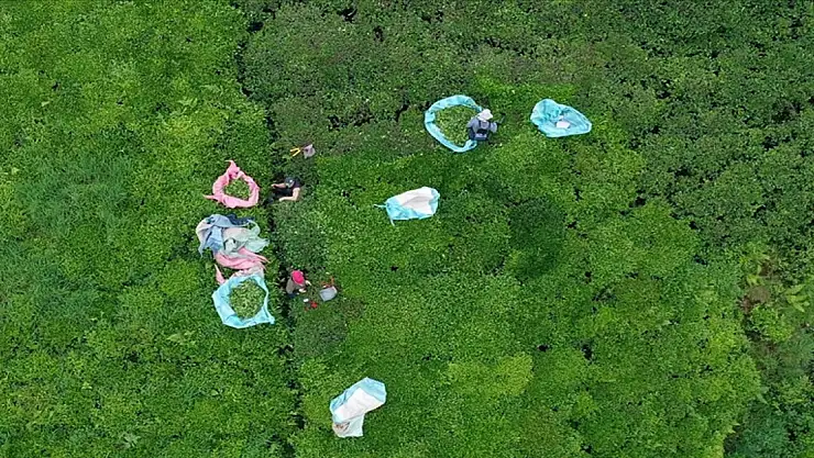 Türk çayı yılın ilk yarısında 112 ülkede alıcı buldu